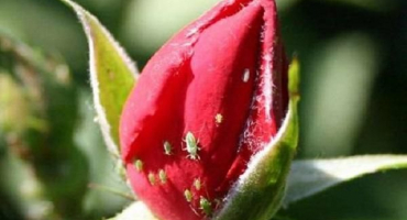 Jak zacházet s růžemi z mšic, jak se vypořádat s léky a lidovými prostředky